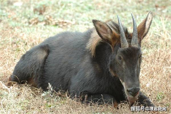 四不像特马图今晚必出,四不像特马图今晚必出——探寻神秘彩世界的奇迹